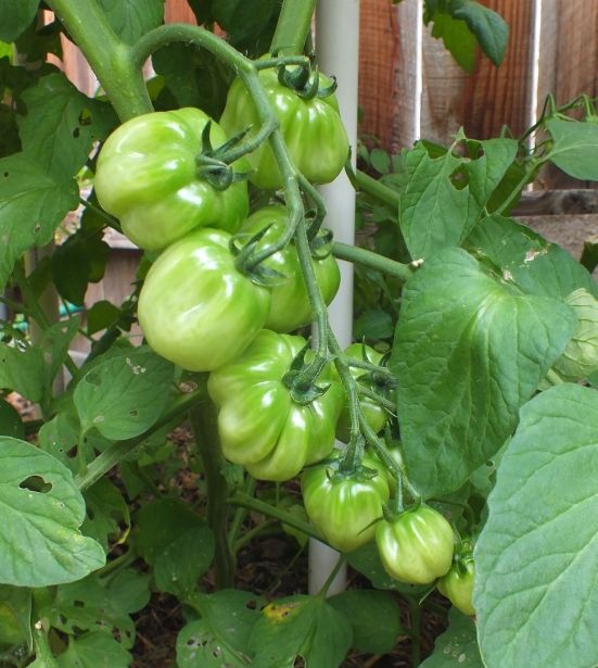 Selbo's Ribbed Red Cherry 1 photo SelbosRedRibbedCherryFruit1_zpsfd5be8be.jpg